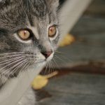 日本三级片视屏 ng5gbd0ewy