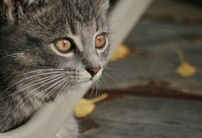 日本三级片视屏