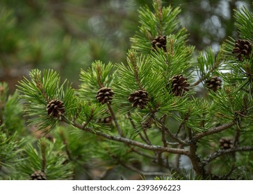 阿拉善英雄会7p事件