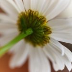 日本三级视频在线观看网页 z2cxigio6