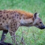 prom dress歌词翻译:解读青春与梦想的旋律与情感 ct7gu9